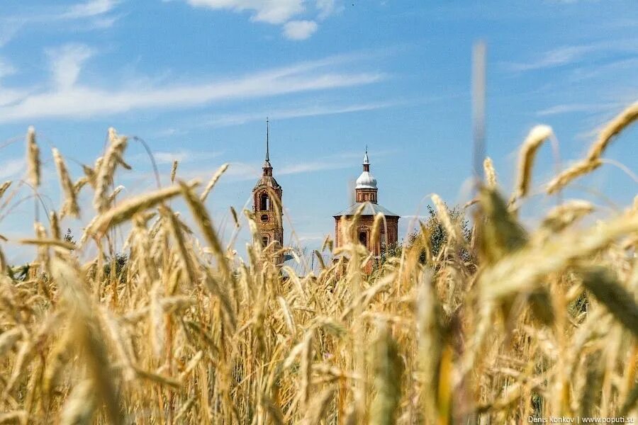 Суздаль поле. Храм в поле. Пшеничное поле и Церковь. Храм в поле пшеницы.