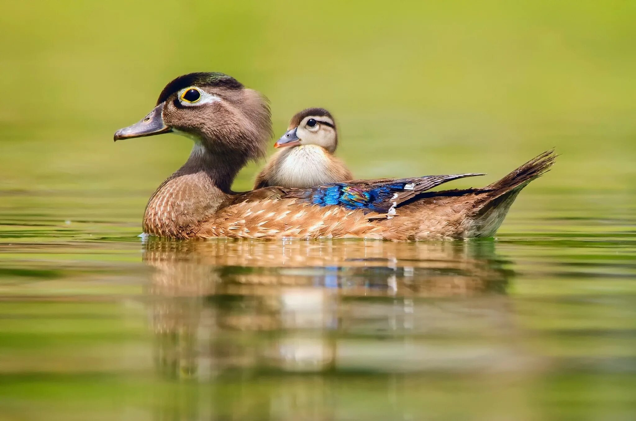Duck bird