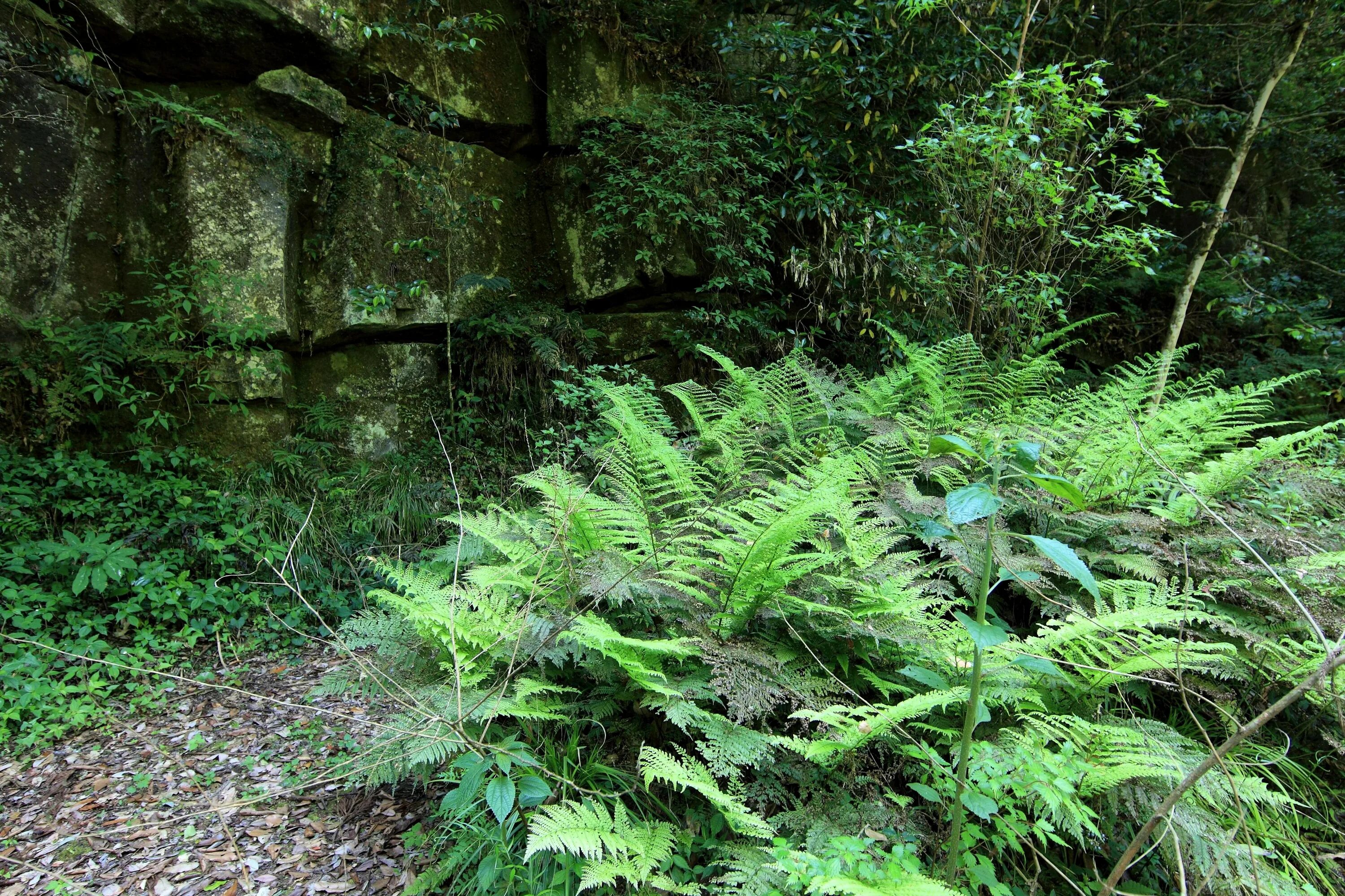 Уж в тенистых рощах. Беловежская пуща деревья. Тенистые воды. Сад екатерины черняевой. Уж в тенистых рощах.