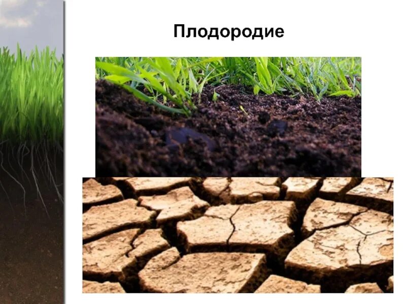 Плодородие почв при движении к полюсам. Плодородие почвы. Повышение плодородия почвы. Естественное плодородие почвы. Восстановление плодородности почвы.