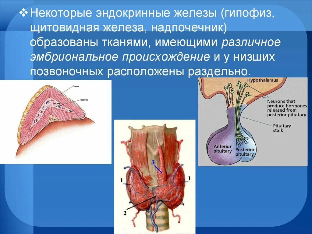 Эндокринные железы гипофиз щитовидная железа. Эндокринные железы надпочечники. Гипофиз щитовидная железа надпочечники. Надпочечники и щитовидная железа.