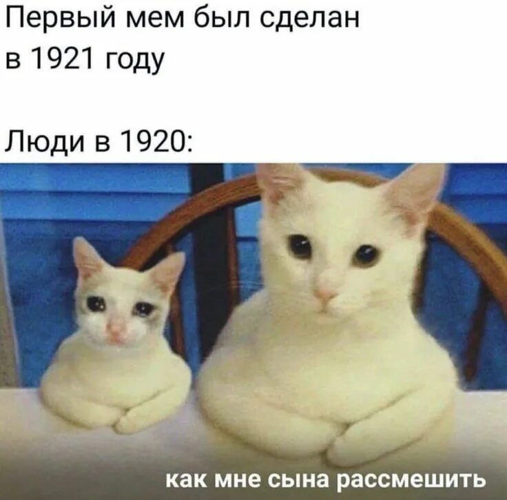 First meme. Мемы с двумя котиками. Популярные коты мемы. Самые популярные мемы с котом. Кот Мем и это тоже.