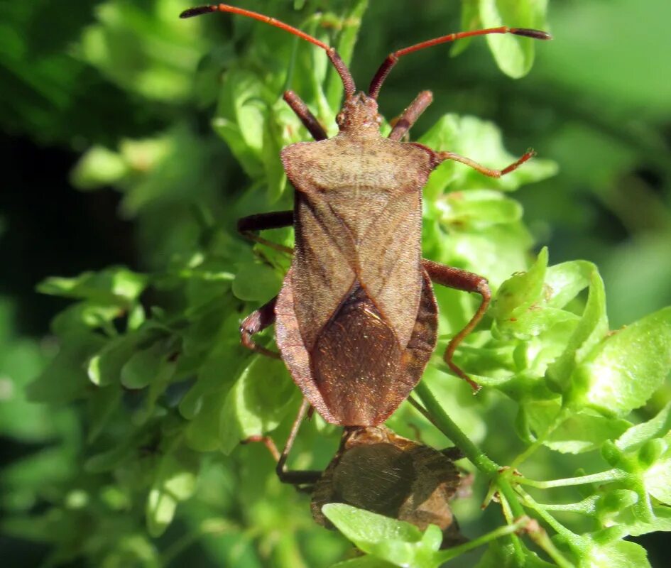 Краевик щавелевый - Coreus marginatus. Клоп краевик окаймленный. Краевик окаймлённый. Клоп краевик листовидка.