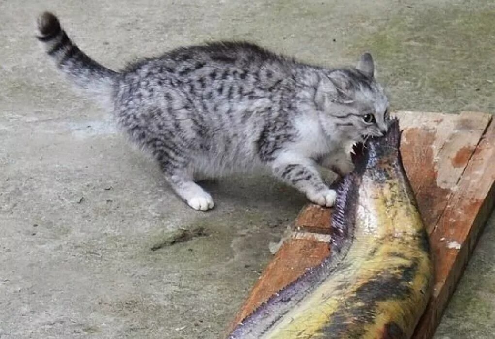 Кот добыча. Кот ворует. Кот тащит рыбу. Кот стащил рыбу. Котенок с большой добычей.