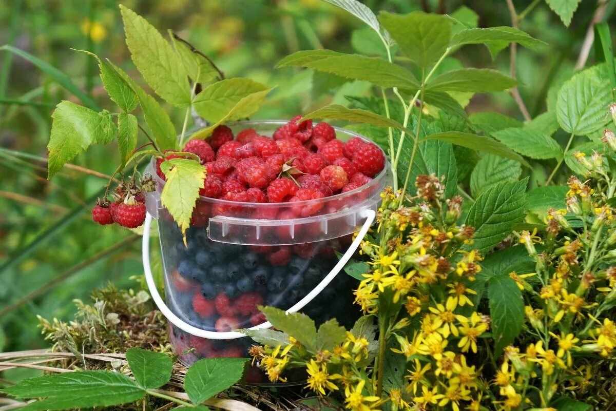 малина rubus idaeus. к чему снится малина на кустах женщине. к чему снится малина на кустах женщине. сбор малины. малина кустарник.