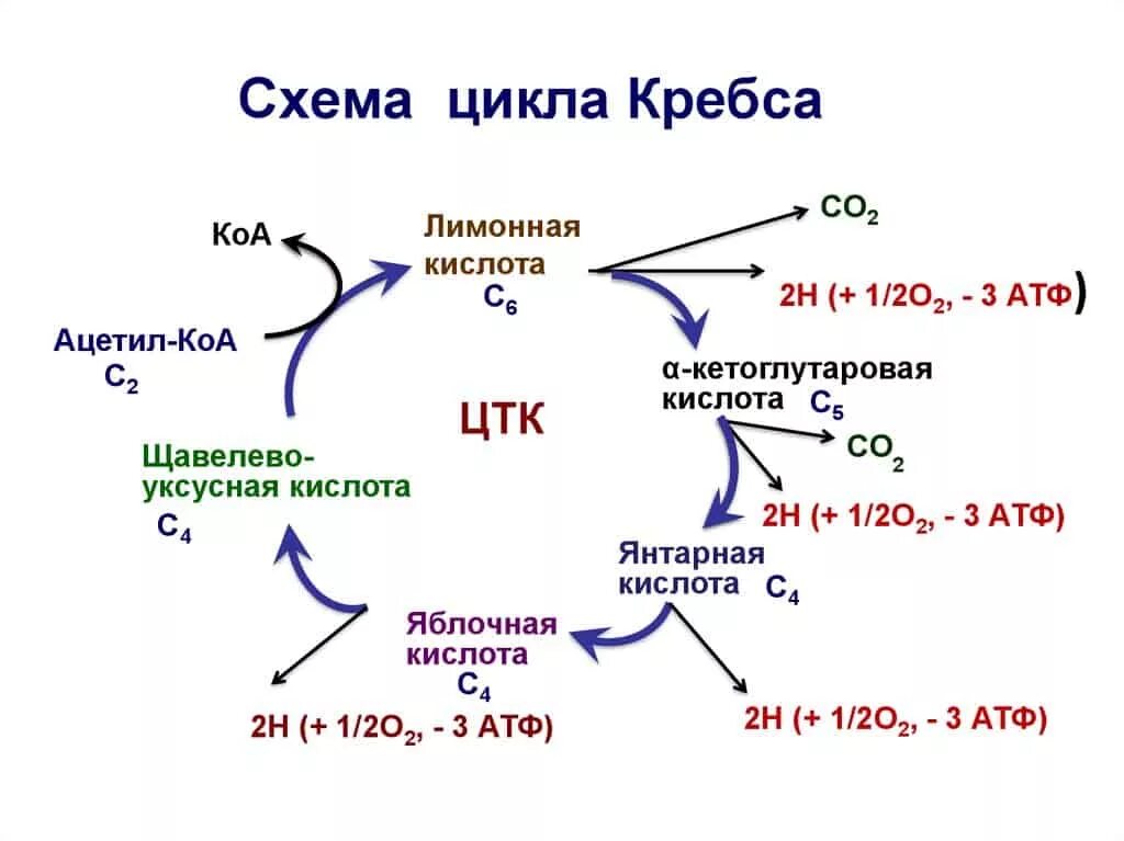 Какую реакцию в организме дает