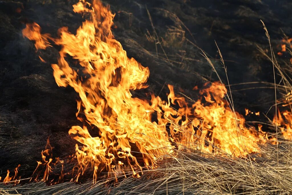 Поджог травы. Выжигание травы. Жгут траву. Поджигатель травы. Сухое горение