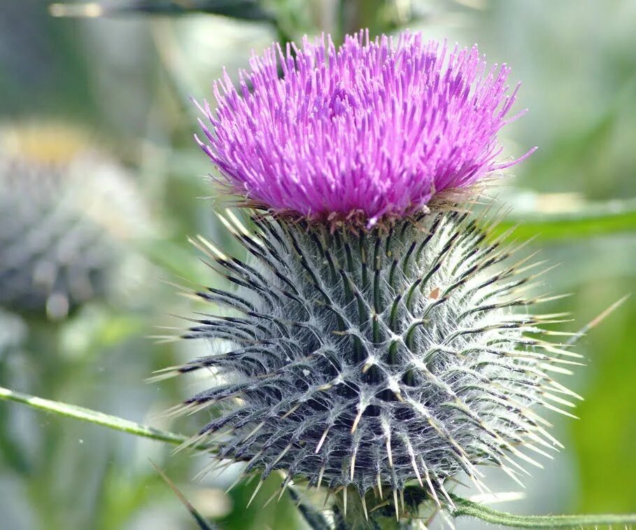 Чертополох Шотландия. Чертополох растение Шотландии. Национальный символ Шотландии чертополох. Цветок чертополоха символ Шотландии.