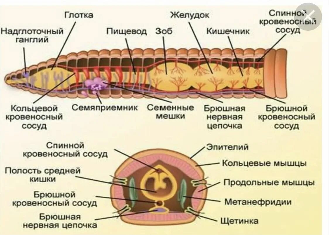 Части дождевого червя. Строение малощетинковых червей червей. Строение малощетинковых кольчатых червей. Внешнее строение малощетинковых червей. Системы органов кольчатых червей.