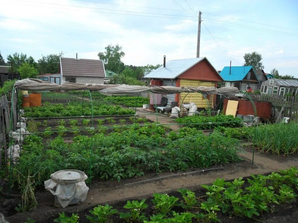Заросшая дача. Интерьер дачного участка. Наводим порядок на участке. Заросший дачный участок. Запущенные дачные участки.