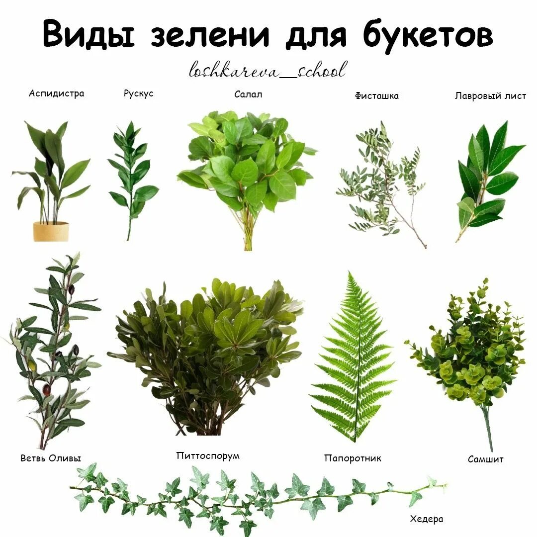 Растения для букетов названия и фото