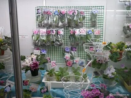 Центр фиалки