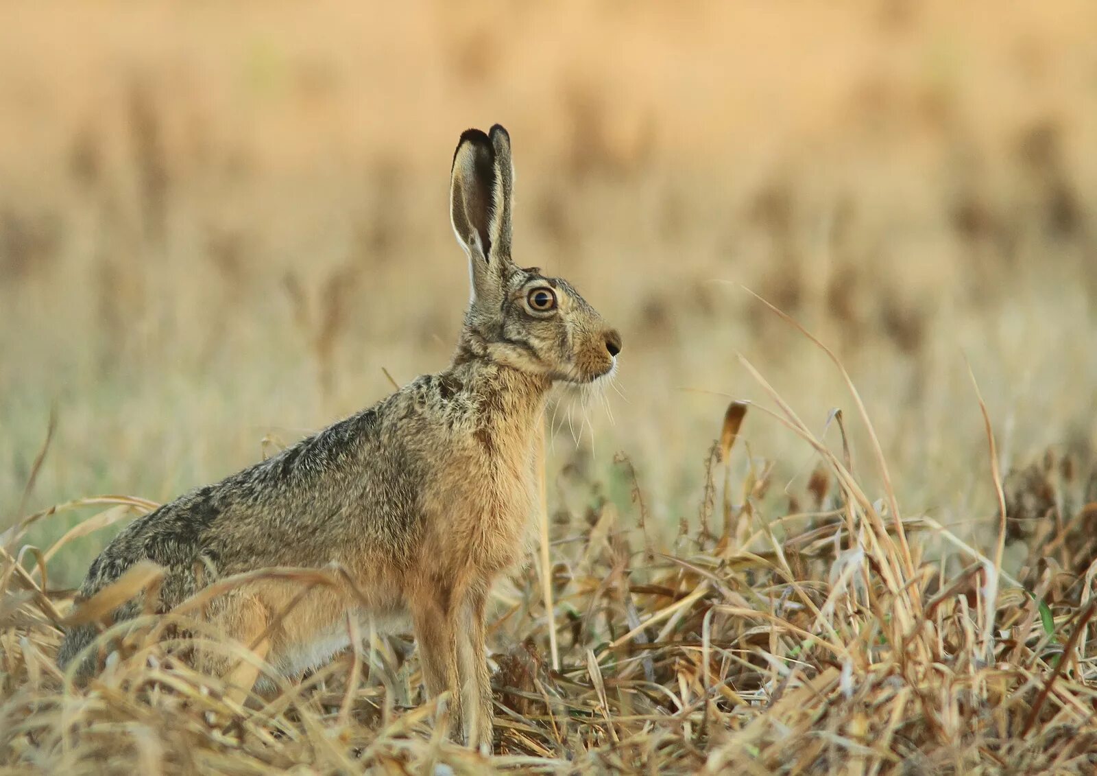 заяц толай и русак. степной заяц русак. заяц-русак. заяц русак в степи. зайцы русаки обитают.