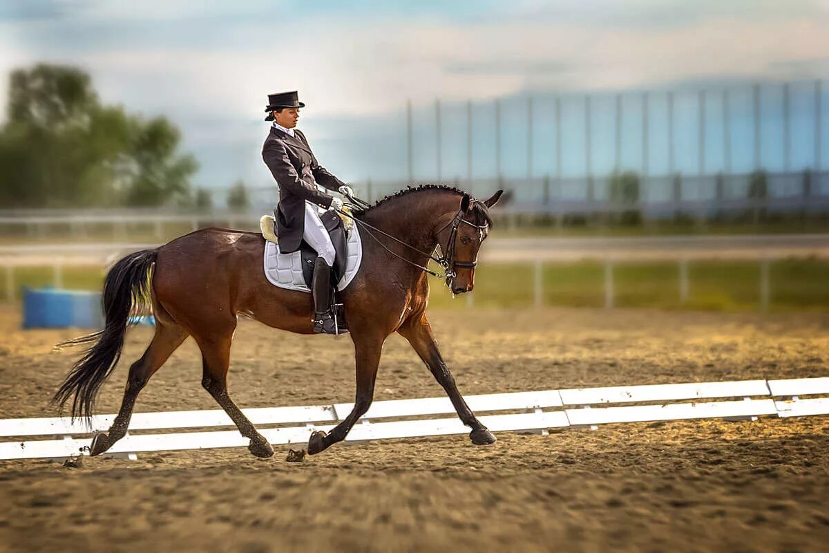 конкур 200 см. езды выездка. лошадь в прыжке с всадником. грегори робин конкур. конкур выездка троеборье.