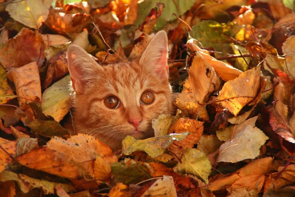 желтые листья и снег. засыпало листвой. куча осенних листьев. осенние листья в снегу. осень засыпает.