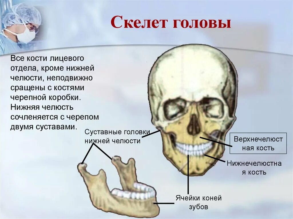 Челюсть отдел скелета