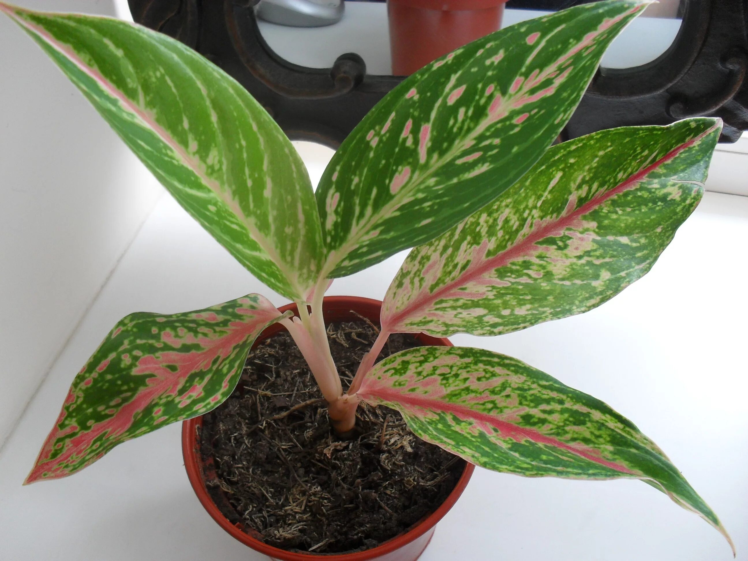 Аглаонема маракот. Как спасти аглаонему. Aglaonema greyhound. Аглаонема зебра. Как спасти аглаонему.