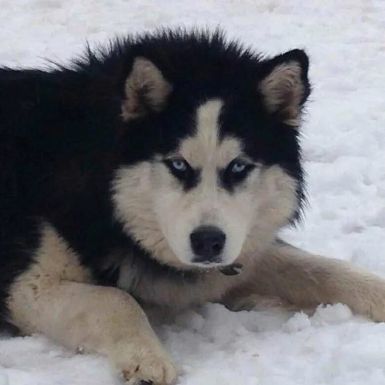 метис алабая и лайки. хаски алабай. метис алабая и лайки. хаски алабай. помесь алабая и хаски.