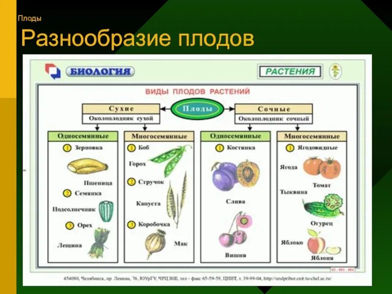 Многообразие семян. Типы плодов покрытосеменных растений. Плоды строение и классификация плодов. Плоды растений биология 6 класс таблица. Типы плода биология 6 класс.