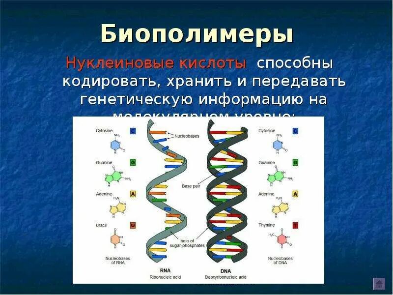 Какие биополимеры входят в состав данной структуры. Биологические полимеры нуклеиновые кислоты. биополимеры днк и рнк. строение биополимеров.