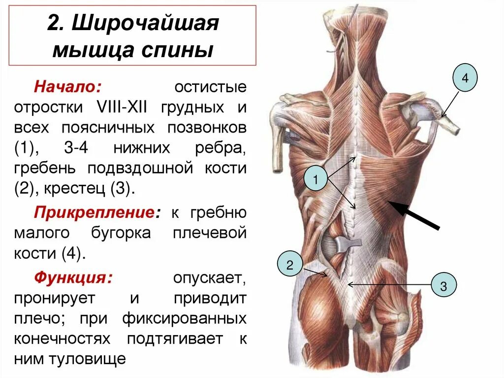 К чему крепятся мышцы. Крепление широчайшей мышцы спины. Широчайшие мышцы спины функции. Широчайшая мышца анатомия и функции. Широчайшая мышца спины прикрепление.