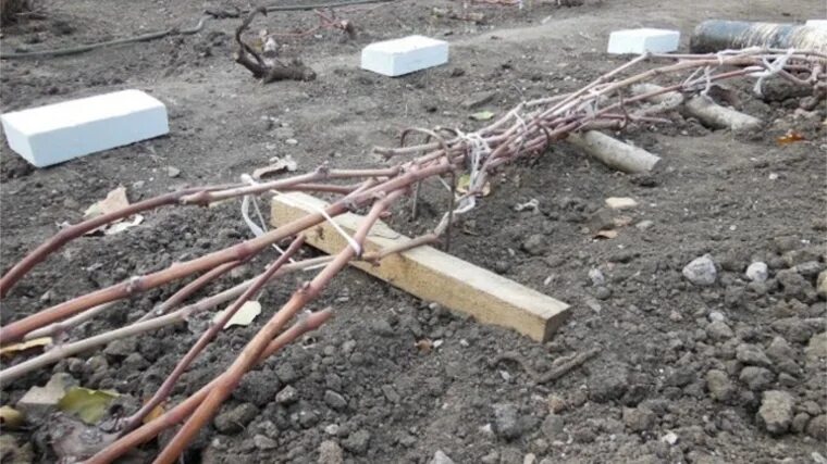 Подготовка винограда к зиме осенью. Укрытие виноградной лозы. Виноградная лоза подмерзла. Укрывное виноградарство. Кусты винограда на зиму.