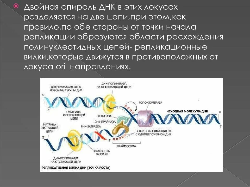 Образование дочерних днк. Терминация репликации ДНК. Стадия терминации репликации ДНК. Полуконсервативный метод репликации ДНК. Репликация ДНК презентация.