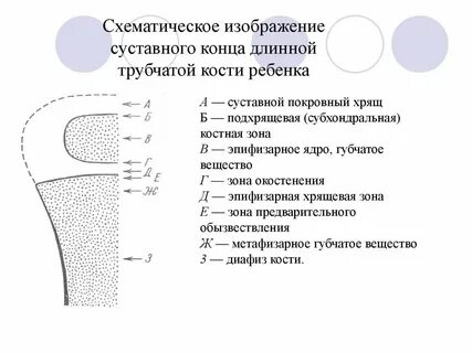 Трубчатая кость тест аккредитация