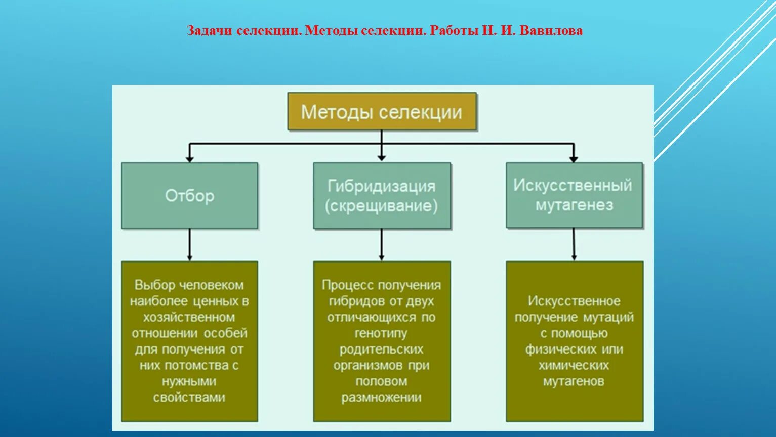 Массовый отбор гибридов. Основные методы селекции отбор гибридизация мутагенез. Методы селекции растений искусственный мутагенез. Методы селекции гибридизация отбор мутагенез таблица. Методы селекции растений – отбор и гибридизация..