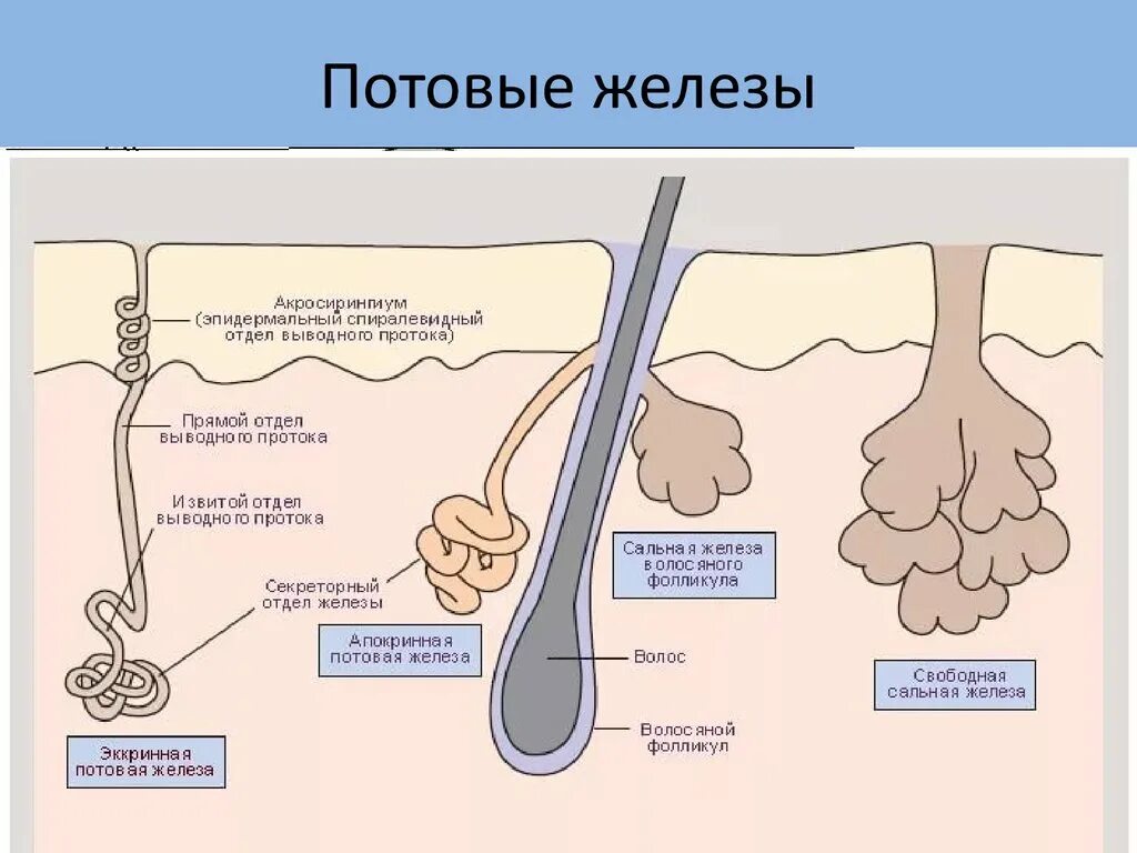 В каком слое расположены потовые железы. Эккриновые и апокриновые. Секреторный отдел потовой железы. Апокриновые потовые железы.