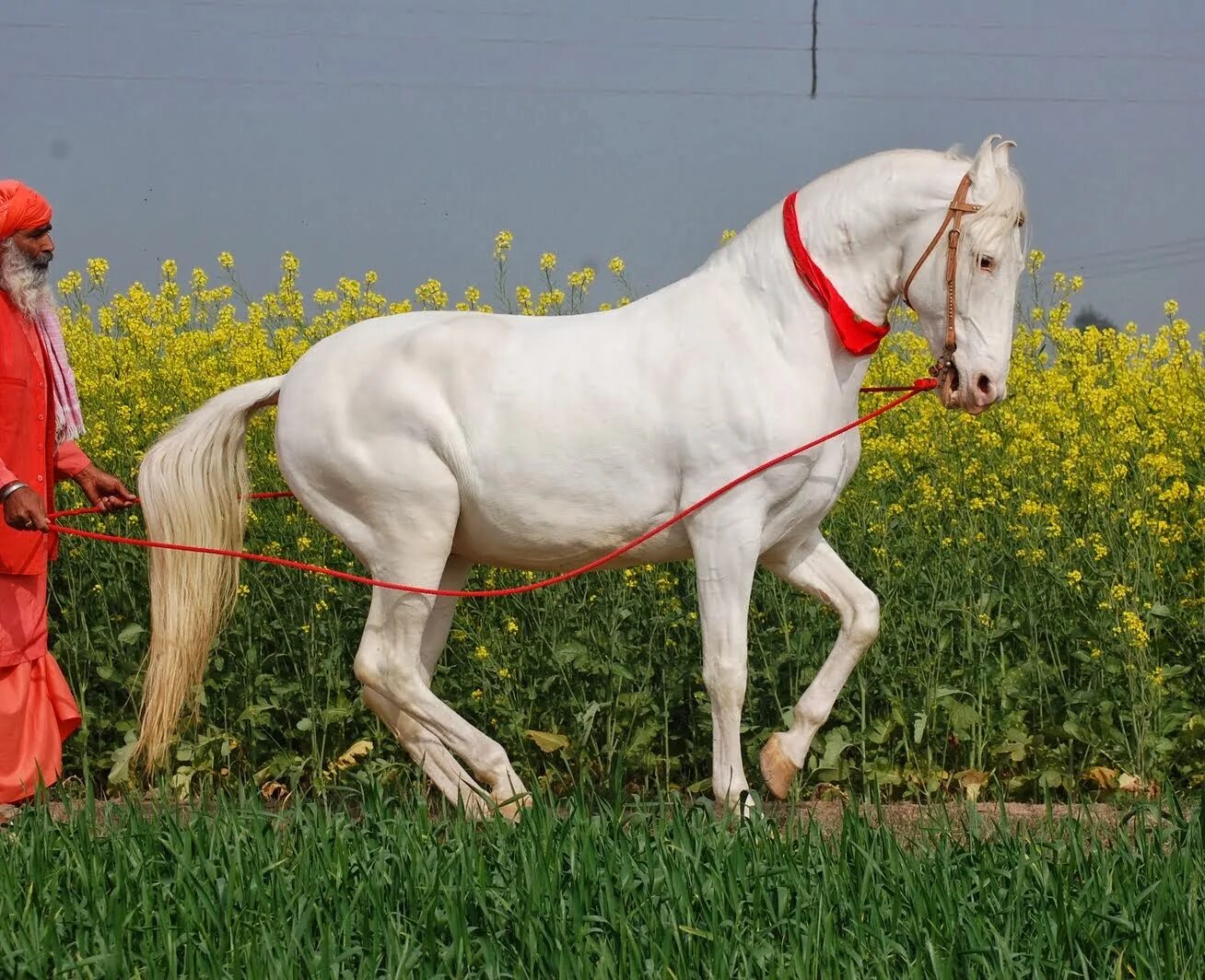 Indian horse