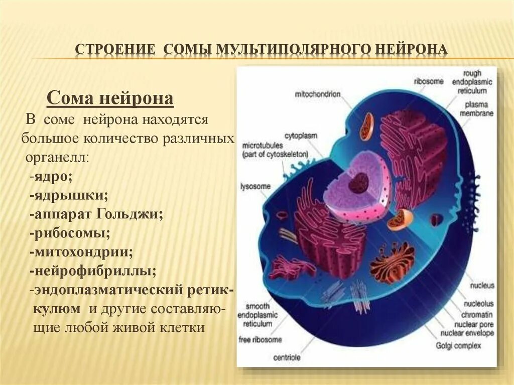 Сома структура нейрона. Органеллы нейрона. Строение нейрона с органоидами. Строение органоида ядро. Размер органоидов клетки