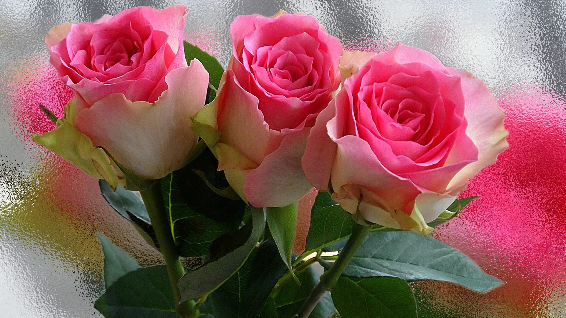 Доброе утро розы надписи. Красивые розы. Розовые розы. Доброе утро розы.