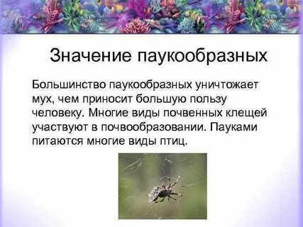 Паукообразные роль в природе и жизни человека