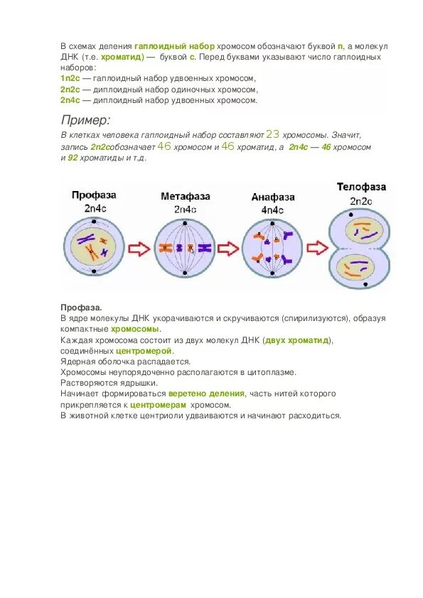 Профаза митоза сколько хромосом. Профаза митоза набор хромосом и ДНК. Профаза 1 набор ДНК И хромосом. Анафаза первого деления мейоза набор хромосом. Профаза мейоза 1 набор ДНК.