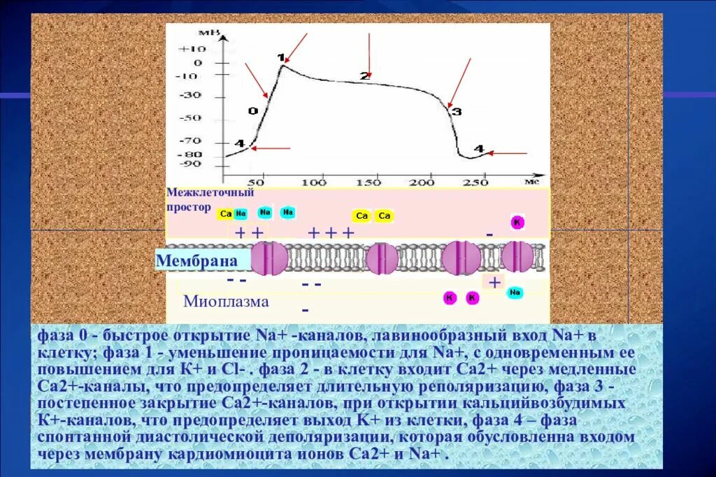 Деполяризация мембраны клетки. Мембранный потенциал кардиомиоцитов. Потенциал действия кардиомиоцитов и ЭКГ. Мембрана кардиомиоцита. Потенциал действия кардиомиоцитов.