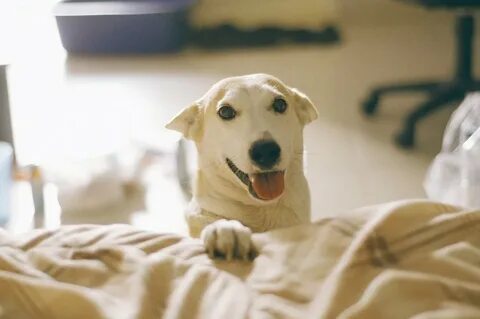 Dog is happy
