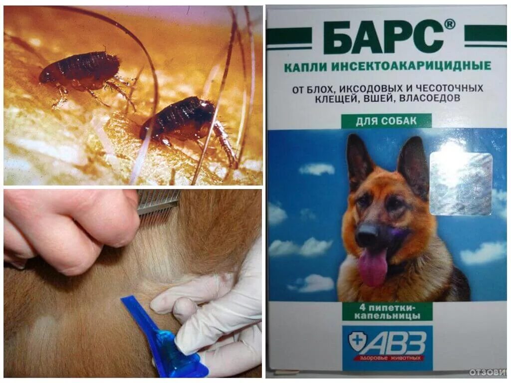 Обрабатывают ли собак от клещей. Лекарство для животных от клещей власоедов. барс капли. капли от блох. барс капли от блох и клещей для собак.