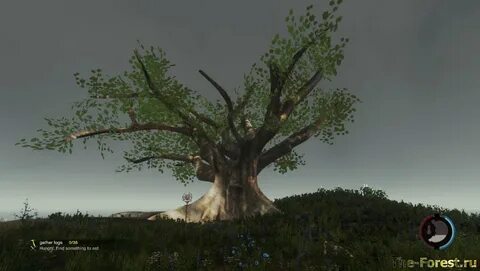 This is tree in the forest