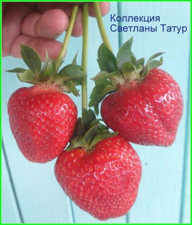 Клубника бычье сердце описание сорта фото отзывы Клубника бычье сердце
