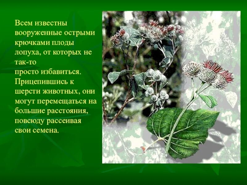Способы распространения плодов растений. Строение репейника лопух. Информация о репейнике. Способы распространения плодов растений. Плоды лопуха.