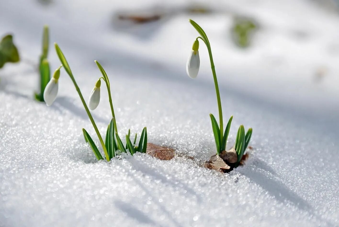 Заставка март природа. Spring проталины подснежники. Подснежник на проталинке.