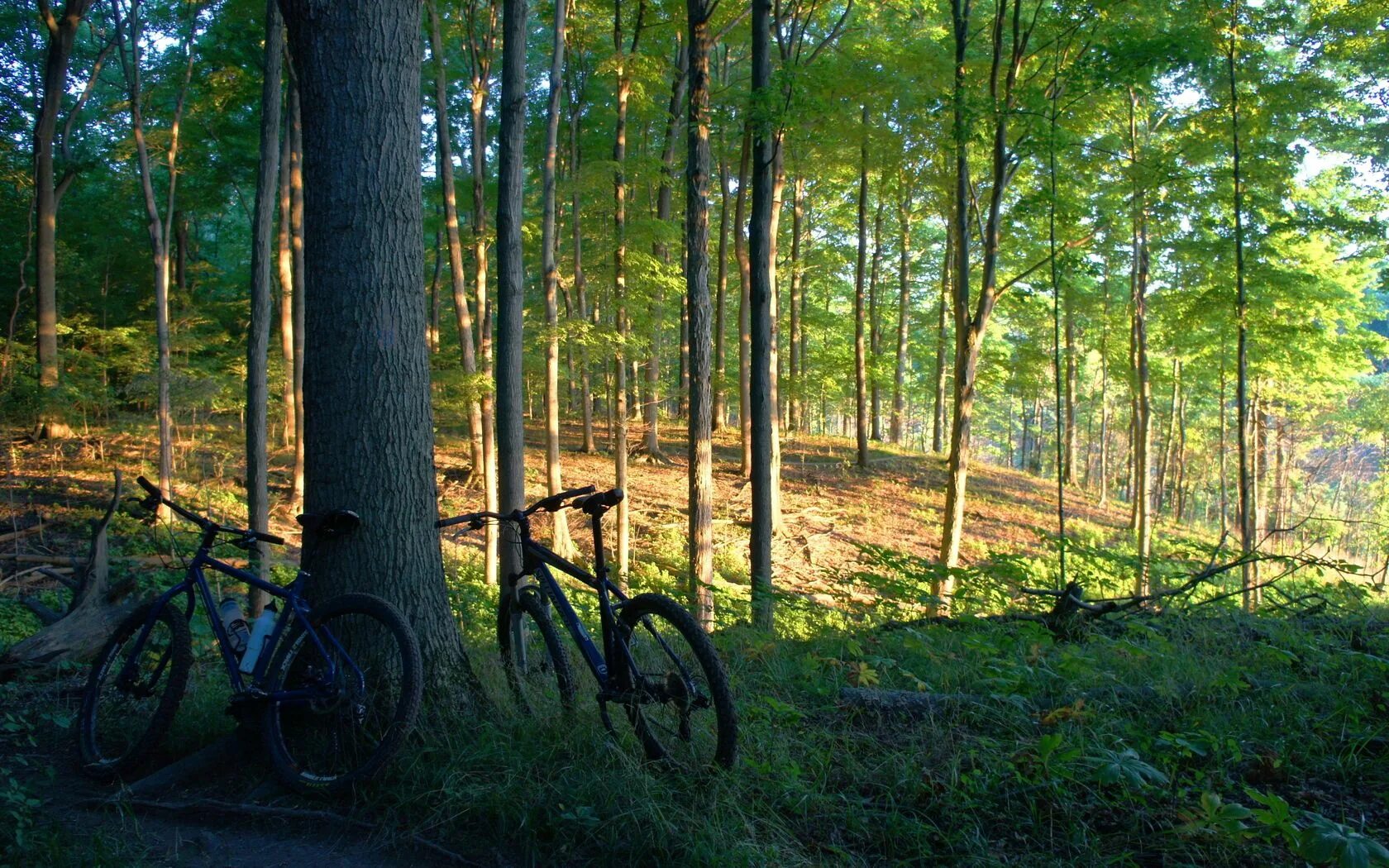 Лес велосипедист. Велосипедные прогулки в лесу. Велосипед в лесу. Велосипед на природе. Велопрогулка в лесу.