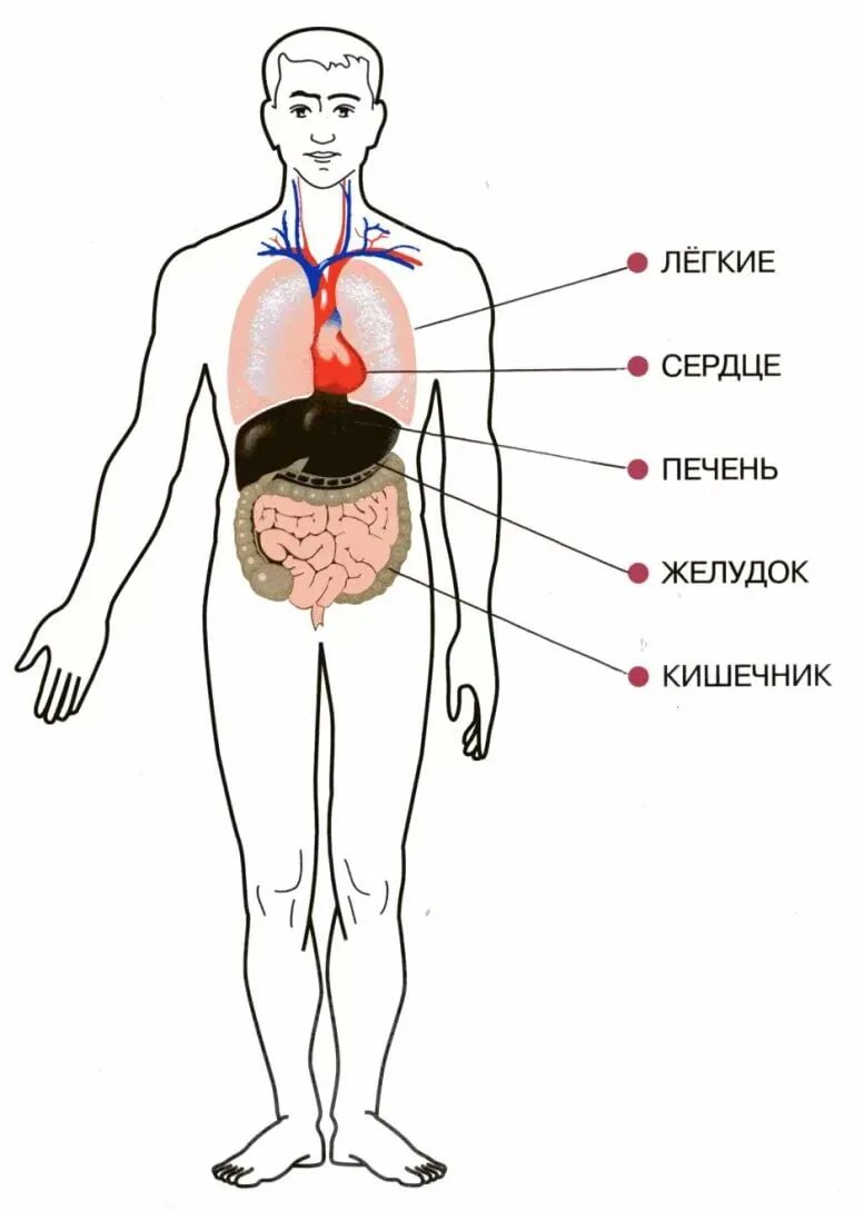 Органы человека картинка. Структура организма человека схема. Внутренние органы человека схема. Внутреннее строение организма человека схема. Строение человеческих органов.