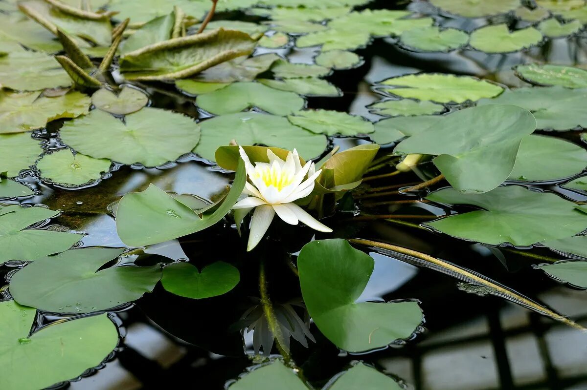 кубышка лотоса. кувшинка белая красная книга чувашской республики. кувшинка белая краснокнижные растения. кувшинка белая описание растения. какие кувшинки в красной книге.
