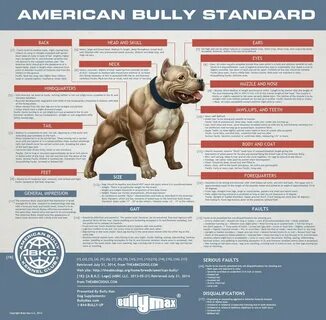 The American Bully Standards & Terminology of Structure - American bully, Bully 