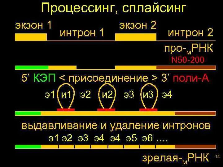 Экзон Интрон сплайсинг. Процессинг и сплайсинг. Процессинг РНК это в биологии. Процессинг и сплайсинг РНК.