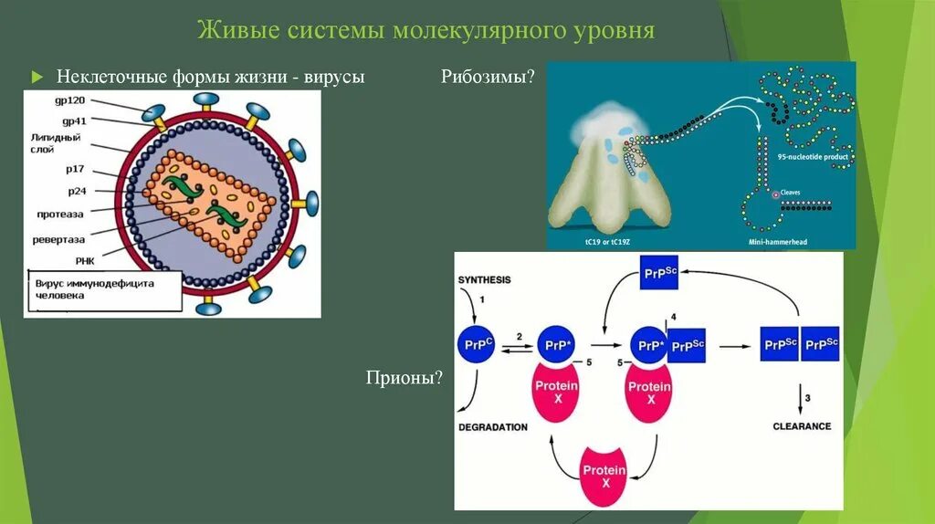 Молекулярная организация живого. Молекулярный уровень организации жизни. Уровни организации живого вирусы. Вирус уровень организации жизни.