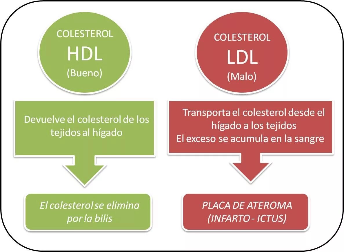 HDL. HDL cholesterol норма. HDL-C. Анализ LDL.