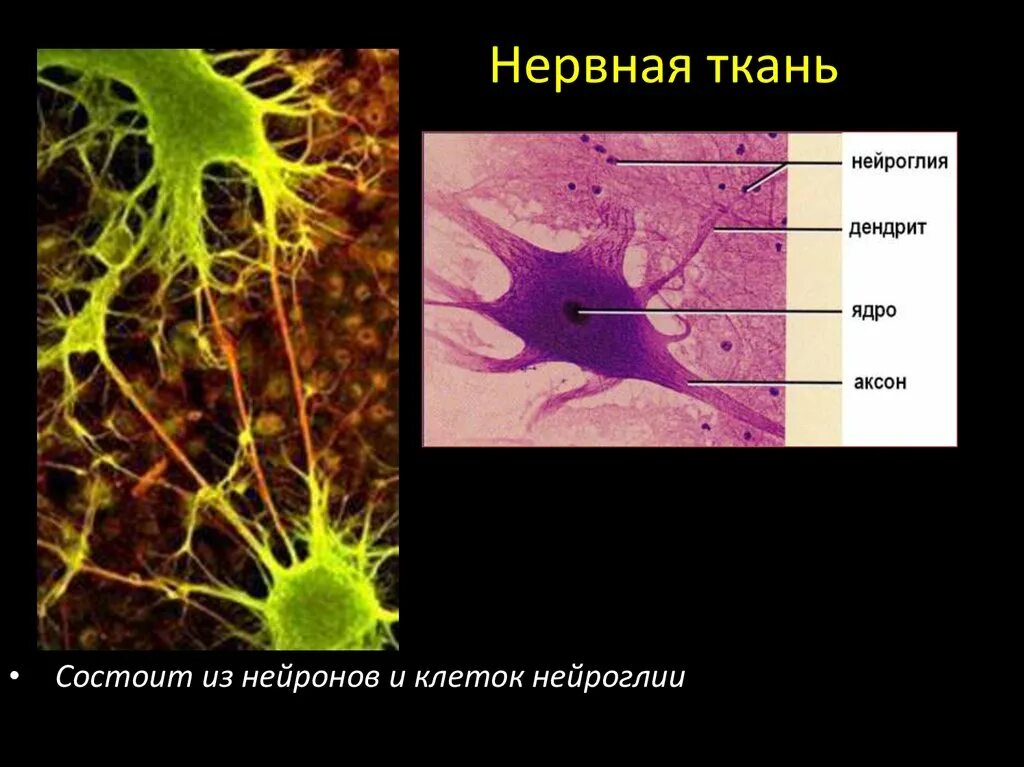 Вспомогательные нервные клетки. Нервная ткань Нейроны и глиальные клетки. Нервная ткань Нейроны и нейроглия. Клетки нейроглии гистология. Строение нервной клетки гистология.